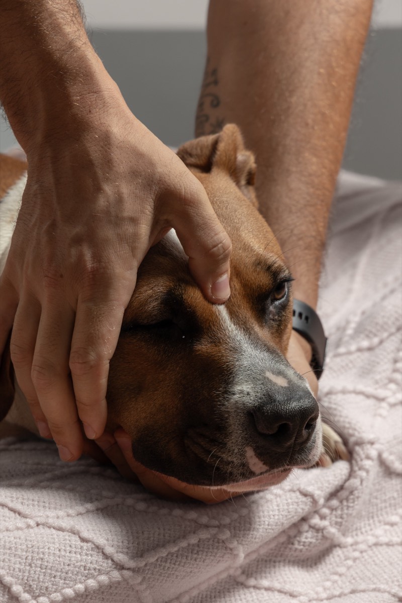 Trattamento manuale di riequilibrio su un cane